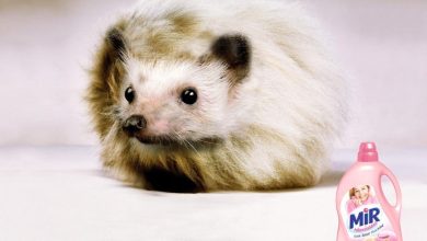 Photo of Эмоциональные истории для рекламы